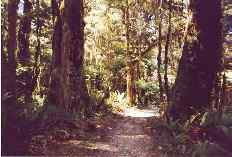 Magical forest